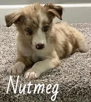 Nutmeg, a female Australian Shepherd for sale in Rochester, NY – 5 of 5