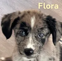 Flora, a female Australian Shepherd and Pomsky for sale in Rochester, NY – 3 of 6