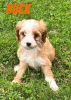 Huck, a male Cavapoo for sale in Rochester, NY – 5 of 7