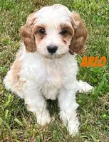 Arlo, a male Cavapoo for sale in Rochester, NY – 3 of 9