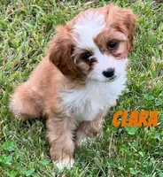 Clara, a female Cavapoo for sale in Rochester, NY – 2 of 6