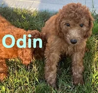 Odin, a male Miniature Goldendoodle for sale in Rochester, NY – 5 of 7