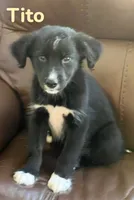 Tito, a male Australian Shepherd and Pomsky for sale in Rochester, NY – 4 of 6