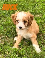 Huck, a male Cavapoo for sale in Rochester, NY – 4 of 7