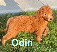 Odin, a male Miniature Goldendoodle for sale in Rochester, NY – 7 of 7