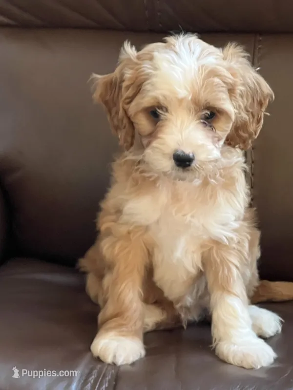 Huck – Cavapoo puppy for sale in Rochester, NY
