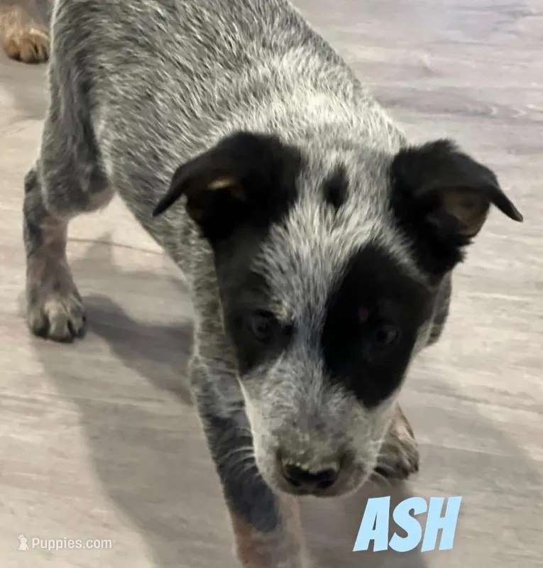 Ash, a male Australian Cattle Dog for sale in Rochester, NY – Photo 1 of 5