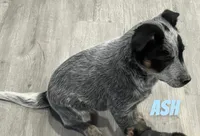 Ash, a male Australian Cattle Dog for sale in Rochester, NY – Photo 4 of 5