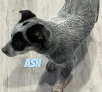 Ash, a male Australian Cattle Dog for sale in Rochester, NY – Photo 5 of 5