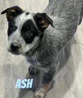 Ash, a male Australian Cattle Dog for sale in Rochester, NY – Photo 2 of 5