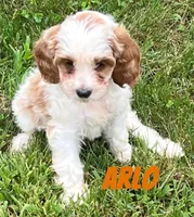 Arlo, a male Cavapoo for sale in Rochester, NY – 9 of 9