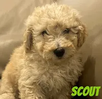 Scout, a male Miniature Bernedoodle and Miniature Labradoodle for sale in Rochester, NY – 5 of 6