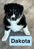Dakota, a male Australian Shepherd for sale in Rochester, NY – 5 of 6