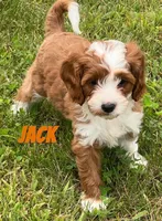 Jack , a male Cavapoo for sale in Rochester, NY – 8 of 10