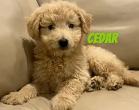 Cedar, a male Miniature Bernedoodle and Miniature Labradoodle for sale in Rochester, NY – 10 of 10