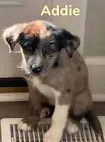 Flora, a female Australian Shepherd and Pomsky for sale in Rochester, NY – 4 of 6