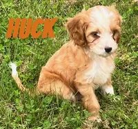 Huck, a male Cavapoo for sale in Rochester, NY – 6 of 7