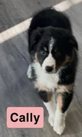 Cally, a female Australian Shepherd for sale in Rochester, NY – 3 of 6