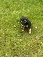 Sadie, a female German Shepherd Dog and Labrador Retriever for sale in Rochester, NY – 6 of 7