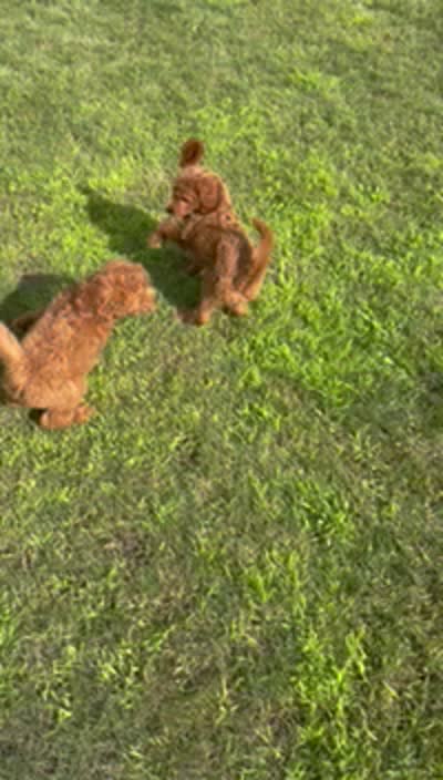 Lucus, a male Miniature Goldendoodle for sale in Rochester, NY – 5 of 6