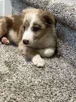 Nutmeg, a female Miniature Australian Shepherd for sale in Rochester, NY – 5 of 6