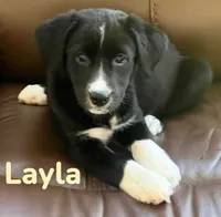 Layla, a female Australian Shepherd and Pomsky for sale in Rochester, NY – 3 of 9