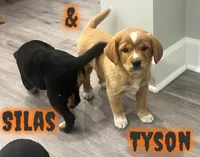 Tyson, a male Cavalier King Charles Spaniel for sale in Rochester, NY – 3 of 6