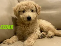 Cedar, a male Miniature Bernedoodle and Miniature Labradoodle for sale in Rochester, NY – 8 of 10