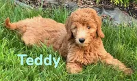 Teddy, a male Miniature Goldendoodle for sale in Rochester, NY – 9 of 10