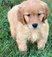 Dolly, a female Golden Retriever for sale in Rochester, NY – 2 of 5