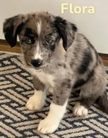 Flora, a female Australian Shepherd and Pomsky for sale in Rochester, NY – 5 of 6