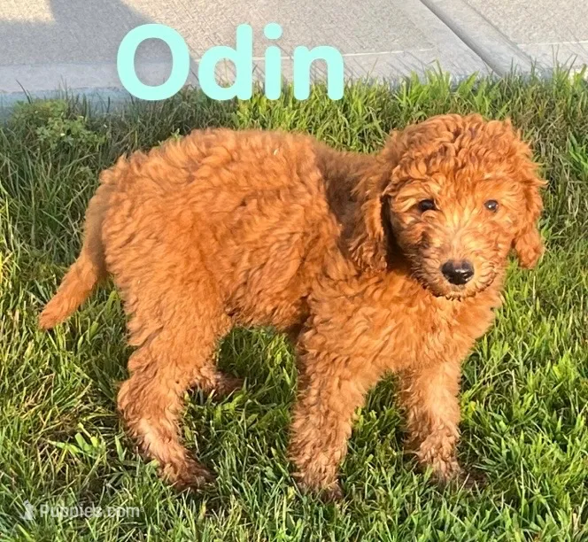Odin – Miniature Goldendoodle puppy for sale in Rochester, NY