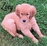 Zoey, a female Golden Retriever for sale in Rochester, NY – 5 of 8