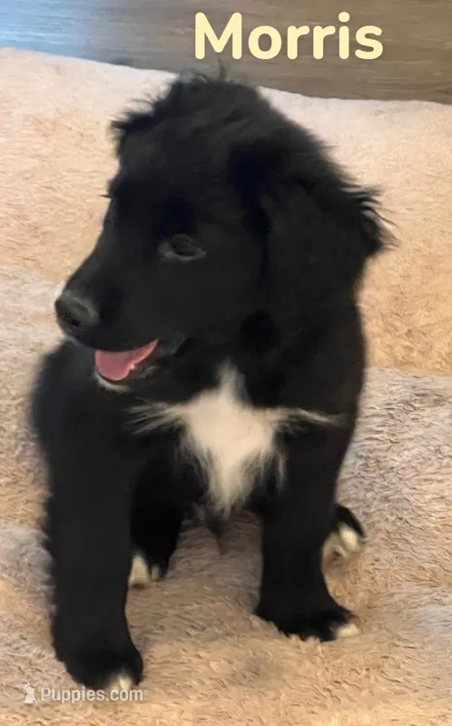 Morris – Australian Shepherd, Pomsky puppy for sale in Rochester, NY