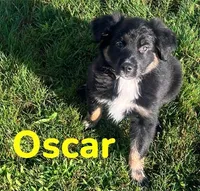 Oscar, a male Australian Shepherd for sale in Rochester, NY – 4 of 6