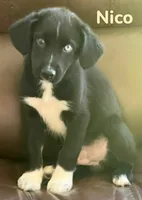 Nico, a male Australian Shepherd and Pomsky for sale in Rochester, NY – 4 of 5