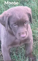 Moose, a male Labrador Retriever for sale in Rochester, NY – 5 of 9