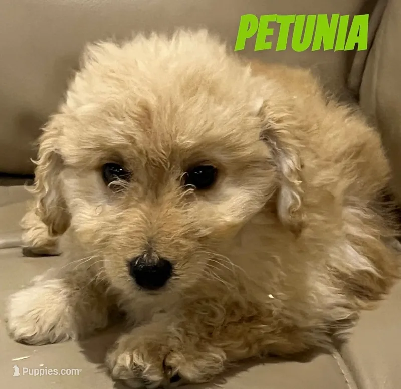 Petunia – Miniature Bernedoodle, Miniature Labradoodle puppy for sale in Rochester, NY