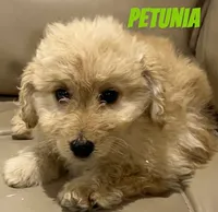Petunia, a female Miniature Bernedoodle and Miniature Labradoodle for sale in Rochester, NY – 1 of 2