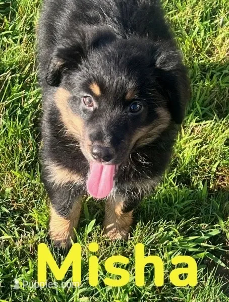 Misha – Australian Shepherd puppy for sale in Rochester, NY