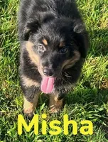 Misha, a female Australian Shepherd for sale in Rochester, NY – 1 of 7