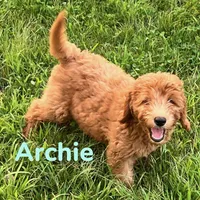 Archie, a male Miniature Goldendoodle for sale in Rochester, NY – 4 of 7