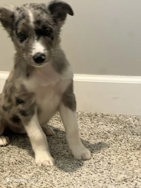 Nova  – Miniature Australian Shepherd puppy for sale in Rochester, NY