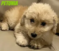Petunia, a female Miniature Bernedoodle and Miniature Labradoodle for sale in Rochester, NY – 2 of 2