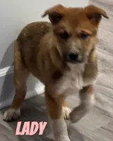 Lady, a female Australian Cattle Dog for sale in Rochester, NY – Photo 2 of 5