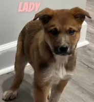 Lady, a female Australian Cattle Dog for sale in Rochester, NY – Photo 5 of 5