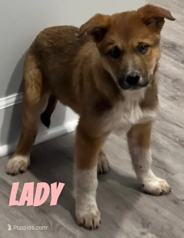 Lady, a female Australian Cattle Dog for sale in Rochester, NY – Photo 1 of 5