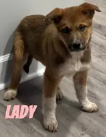 Lady, a female Australian Cattle Dog for sale in Rochester, NY – Photo 1 of 5