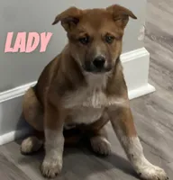 Lady, a female Australian Cattle Dog for sale in Rochester, NY – Photo 4 of 5