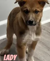 Lady, a female Australian Cattle Dog for sale in Rochester, NY – Photo 3 of 5